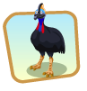 Cassowary